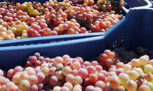5030 т грозде от винени сортове произвели в Търговищко 