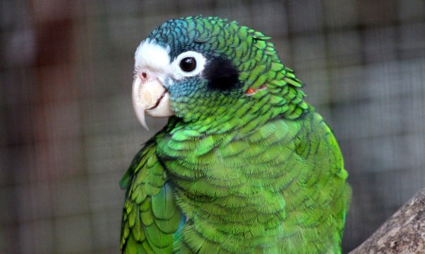 Кражба на рядък и ценен вид папагал в Добрич