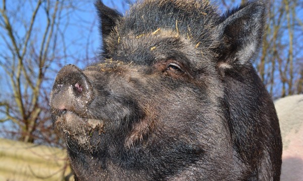 Обявиха случаи на АЧС при диви свине в Търговищко