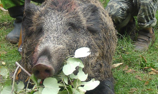 Откриха диви прасета с африканска чума в Монтанско