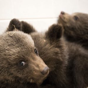 Седем мечки в Белица вече заспаха зимен сън