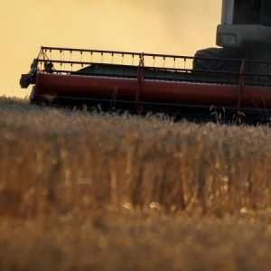 Цените на пшеницата и царевицата в света започнаха да падат